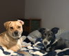 Tyche - Photo 3