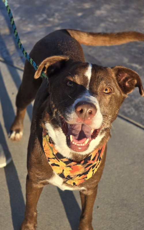 picture of the dog needing adoption