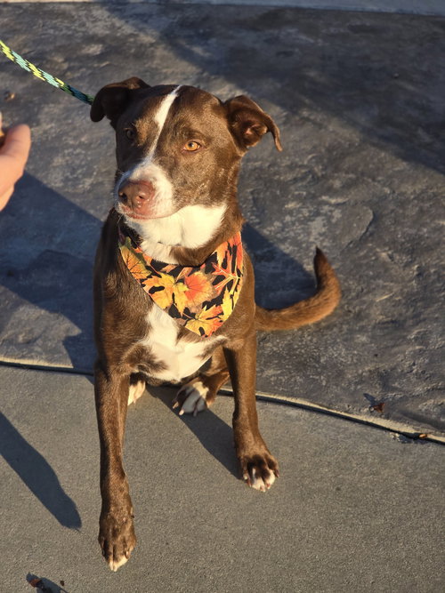 SLINKIE - Labrador Retriever available for adoption