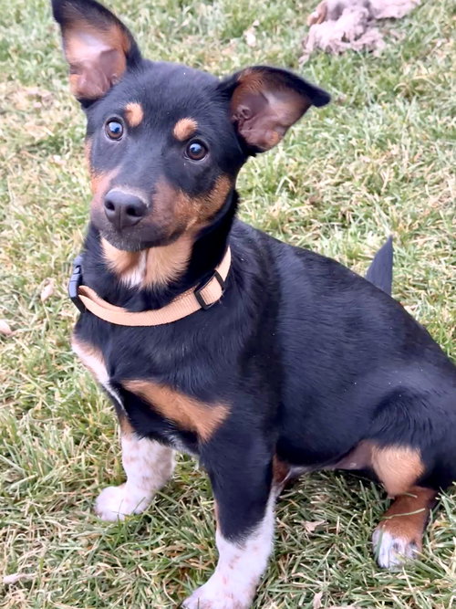 picture of the dog needing adoption
