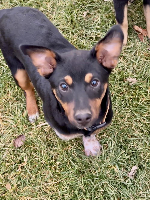 TEN PIN - Cattle Dog available for adoption