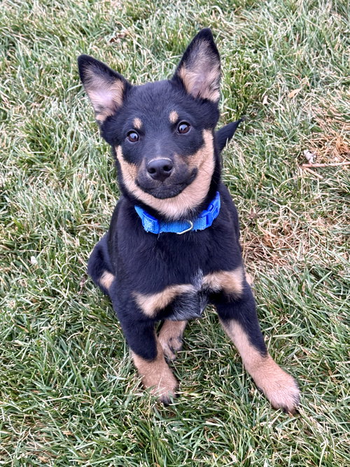 picture of the dog needing adoption