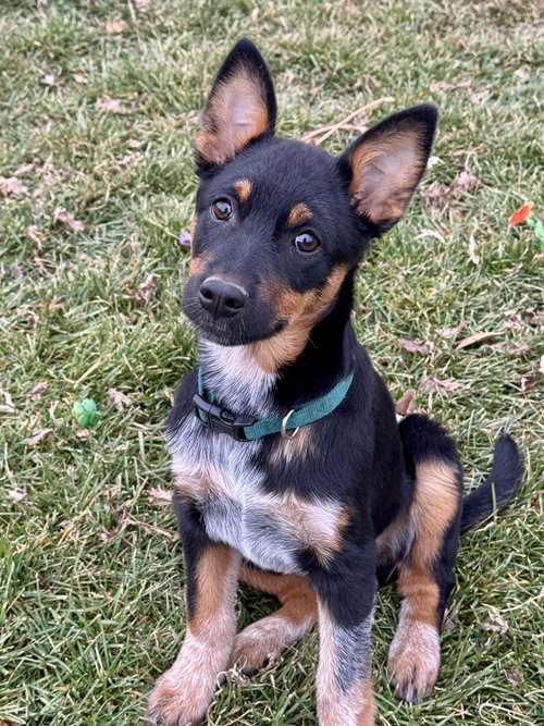 SPLIT - Cattle Dog available for adoption