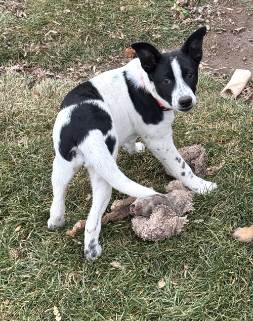 SPARE - Cattle Dog available for adoption