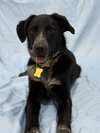 Dig - Photo 1