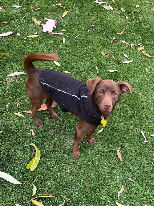 RIGBEE - Chihuahua / Dachshund available for adoption