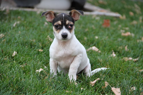 ROSSO - Chihuahua available for adoption
