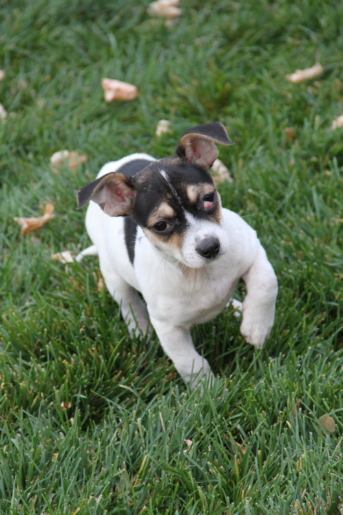 ROSSO - Chihuahua available for adoption