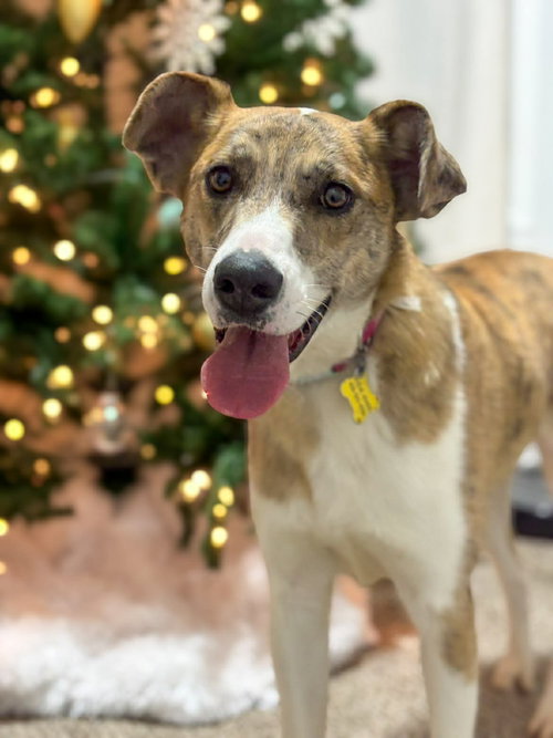 TANGO - Catahoula Leopard Dog available for adoption