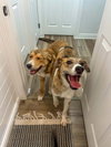 Tango - Photo 4