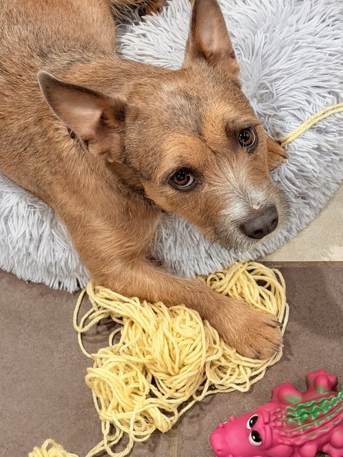 EDIE - Terrier available for adoption