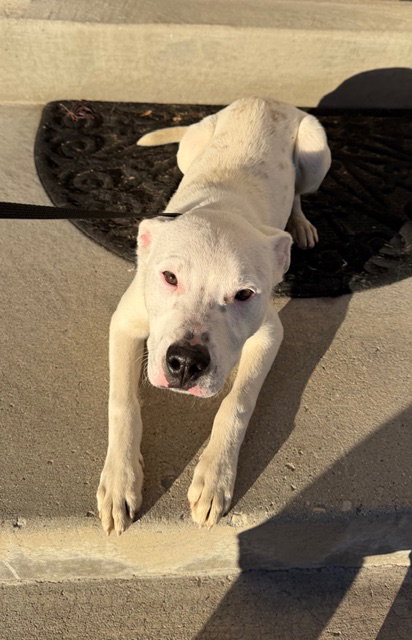 FIX-IT-FELIX - Pit Bull Terrier available for adoption