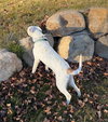 Fix-It-Felix - Photo 5