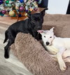 Fix-It-Felix - Photo 6