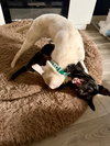 Fix-It-Felix - Photo 8