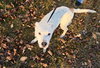 Fix-It-Felix - Photo 9