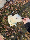 Fix-It-Felix - Photo 10