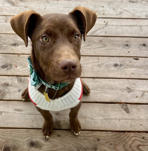 MR. SNICKERS - Labrador Retriever available for adoption