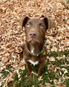 Mr. Snickers - Photo 2