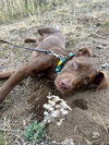 Mr. Snickers - Photo 3