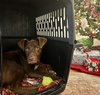 Mr. Snickers - Photo 5