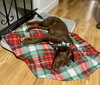 Mr. Snickers - Photo 6