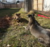 Mr. Snickers - Photo 7