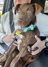 Mr. Snickers - Photo 8