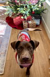 Mr. Snickers - Photo 10