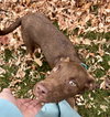 Mr. Snickers - Photo 11