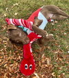 Mr. Snickers - Photo 12