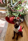 Mr. Snickers - Photo 13