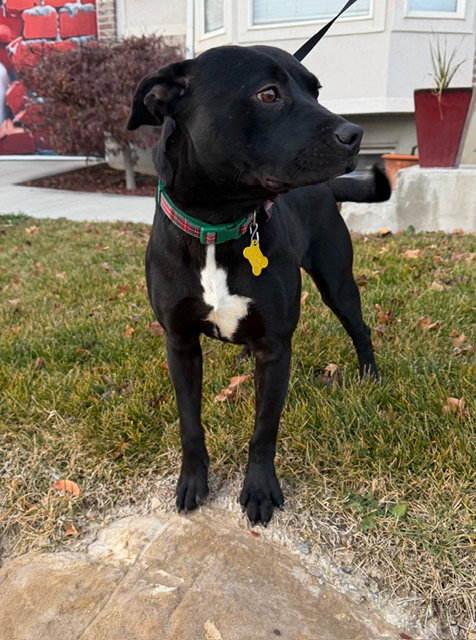 TAFFYTA - Pit Bull Terrier available for adoption