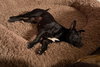 Taffyta - Photo 9