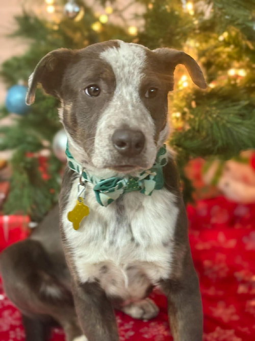 TABBY - Cattle Dog available for adoption