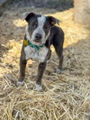 Tabby - Photo 2