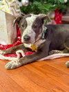 Tabby - Photo 3