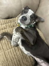 Tabby - Photo 4