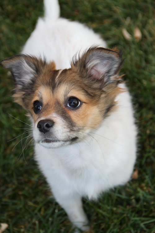 VERDE - Chihuahua available for adoption
