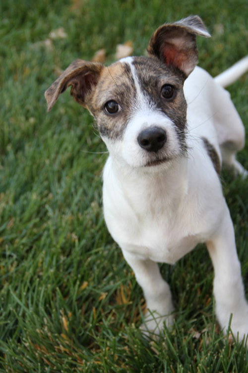 ORO - Chihuahua available for adoption