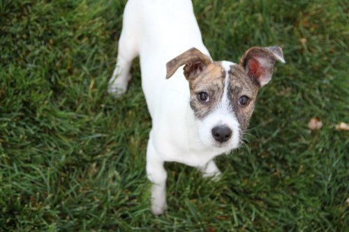ORO - Chihuahua available for adoption