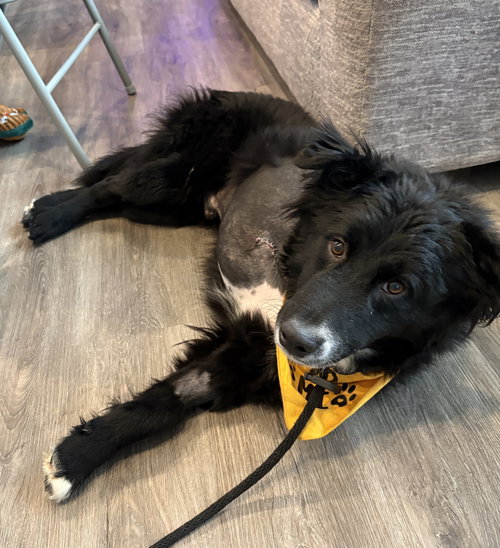 SIR PIBB - Border Collie available for adoption