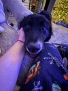 Sir Pibb - Photo 5