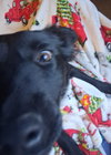 Llio - Photo 11