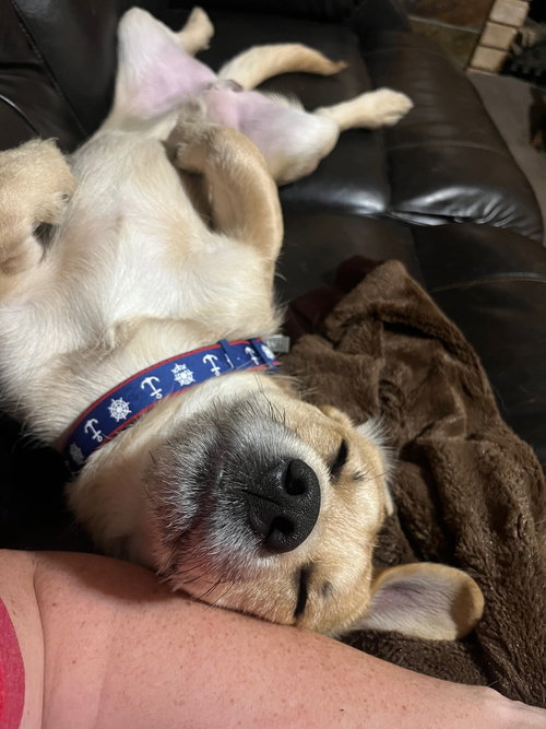 HOUSTYN - Terrier available for adoption