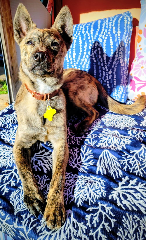 FRODERICK - Cattle Dog available for adoption
