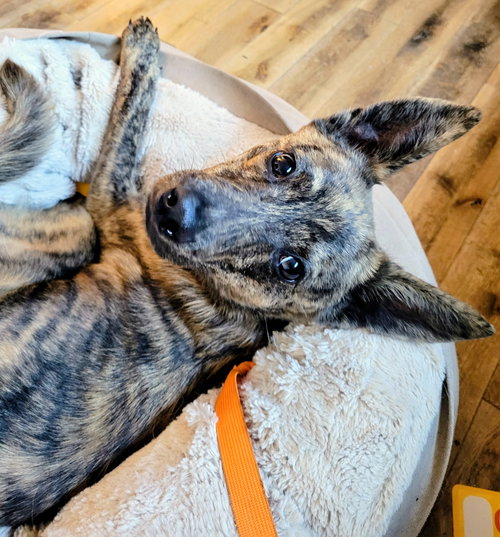 FRODERICK - Cattle Dog available for adoption