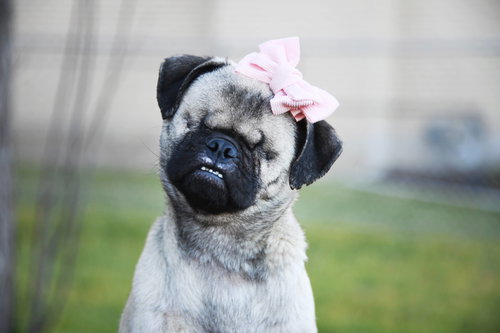 BUTTERBEAN - Pug available for adoption