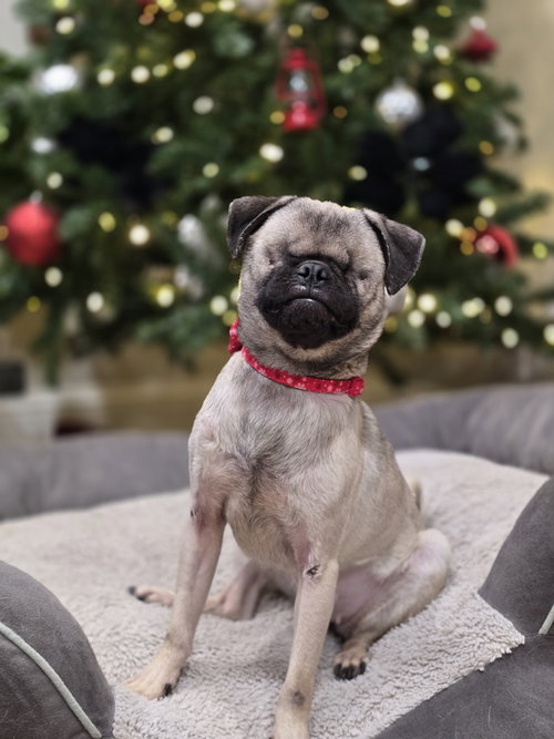 BUTTERBEAN - Pug available for adoption
