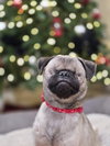 Butterbean - Photo 3
